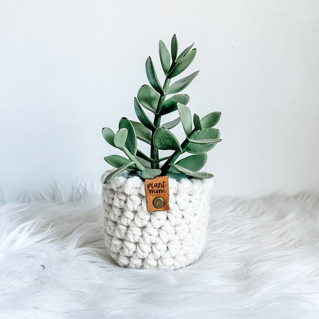 Faux Succulent With Handmade Crochet Plant Cozy (Style B2)