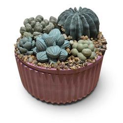 Succulent Garden Container - view 1