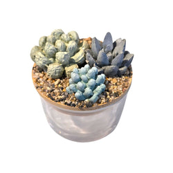 Succulent Garden Jar - 4oz - view 2