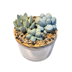Succulent Garden Jar - 4oz - view 2