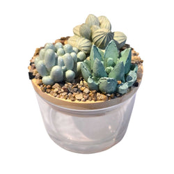 Succulent Garden Jar - 4oz - view 1