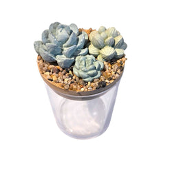 Succulent Garden Jar - 7oz - view 2