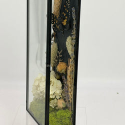 Cicada Curiosity Box - view 2