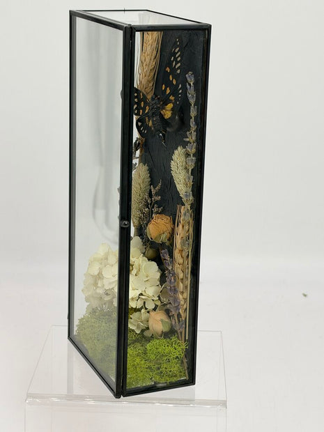 Cicada Curiosity Box