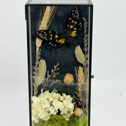 Cicada Curiosity Box - view 1