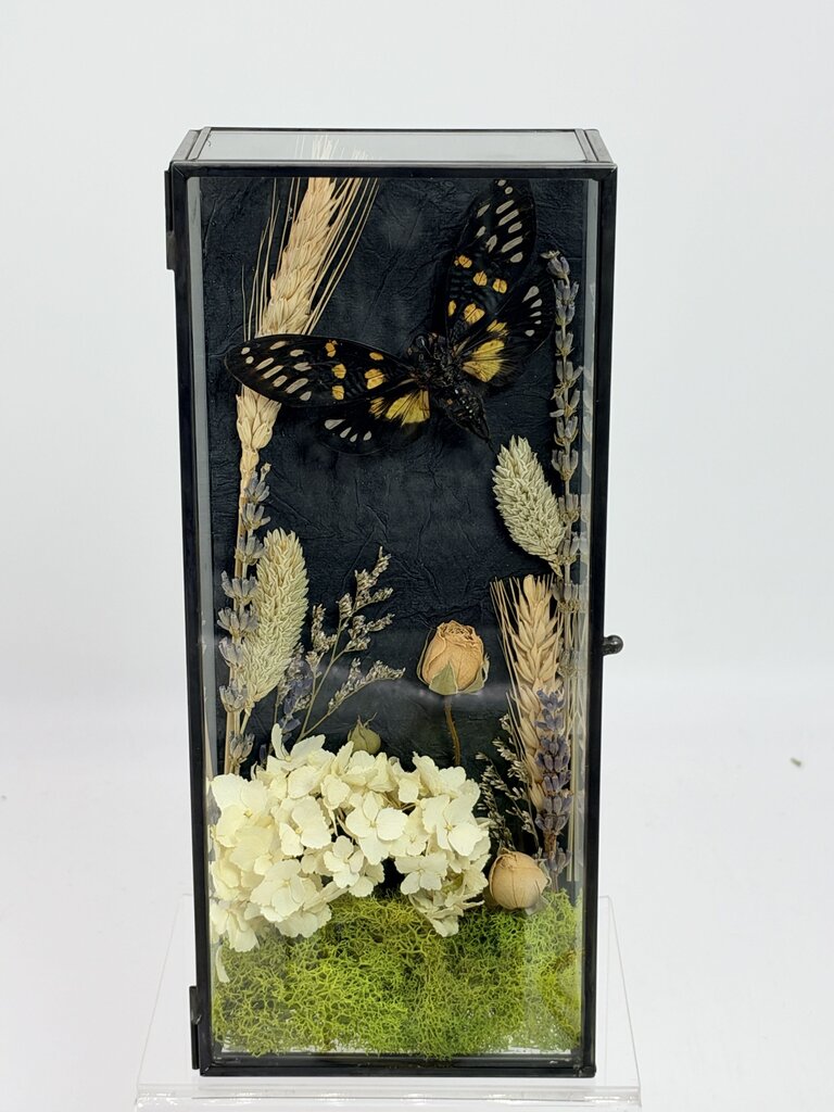 Cicada Curiosity Box