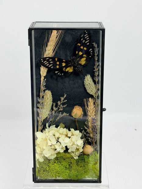 Cicada Curiosity Box